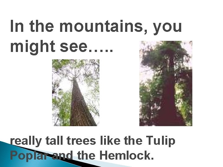 In the mountains, you might see…. . really tall trees like the Tulip Poplar