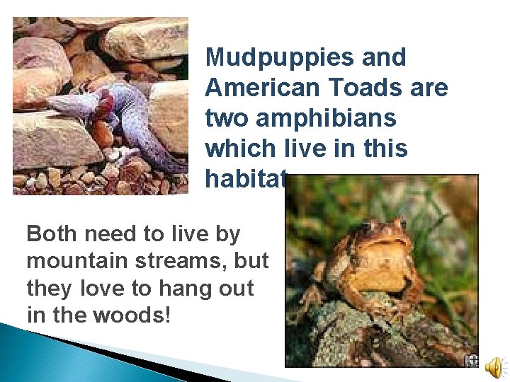 Mudpuppies and American Toads are two amphibians which live in this habitat. Both need