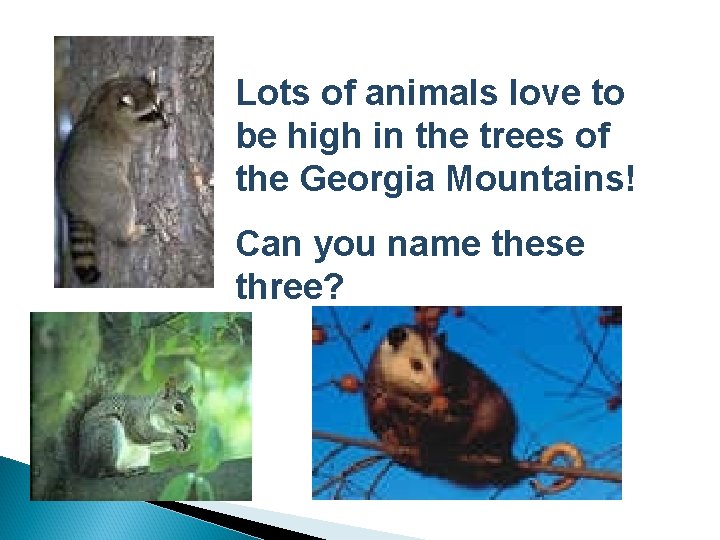 Lots of animals love to be high in the trees of the Georgia Mountains!