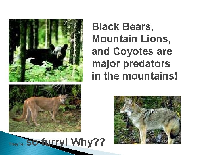 Black Bears, Mountain Lions, and Coyotes are major predators in the mountains! They’re so