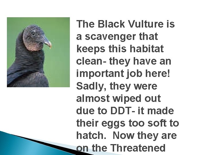 The Black Vulture is a scavenger that keeps this habitat clean- they have an
