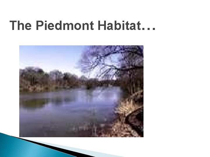 The Piedmont Habitat… 