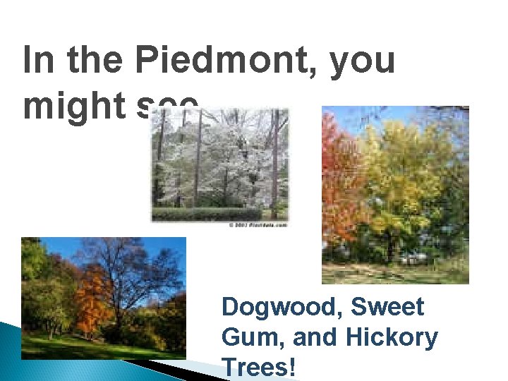 In the Piedmont, you might see…. . Dogwood, Sweet Gum, and Hickory Trees! 