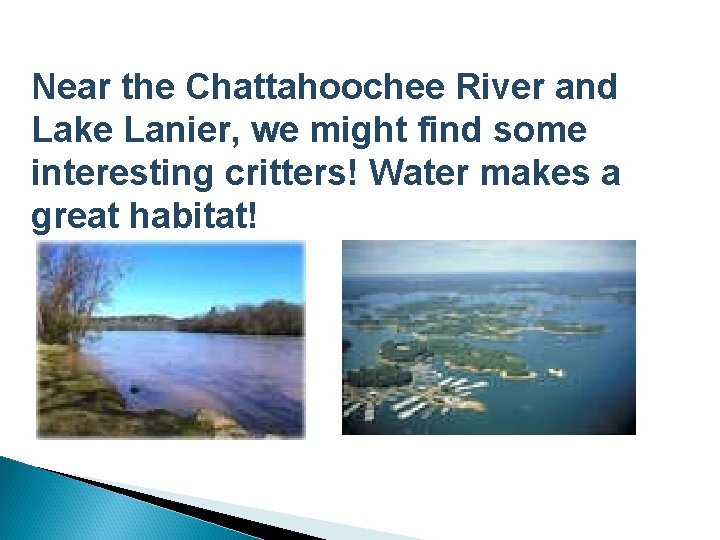 Near the Chattahoochee River and Lake Lanier, we might find some interesting critters! Water