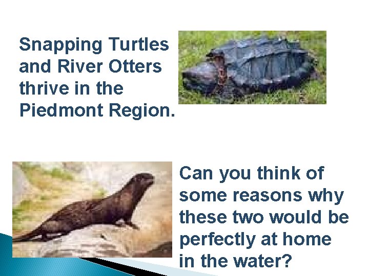 Snapping Turtles and River Otters thrive in the Piedmont Region. Can you think of
