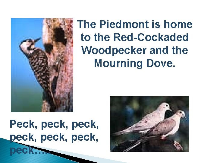 The Piedmont is home to the Red-Cockaded Woodpecker and the Mourning Dove. Peck, peck,