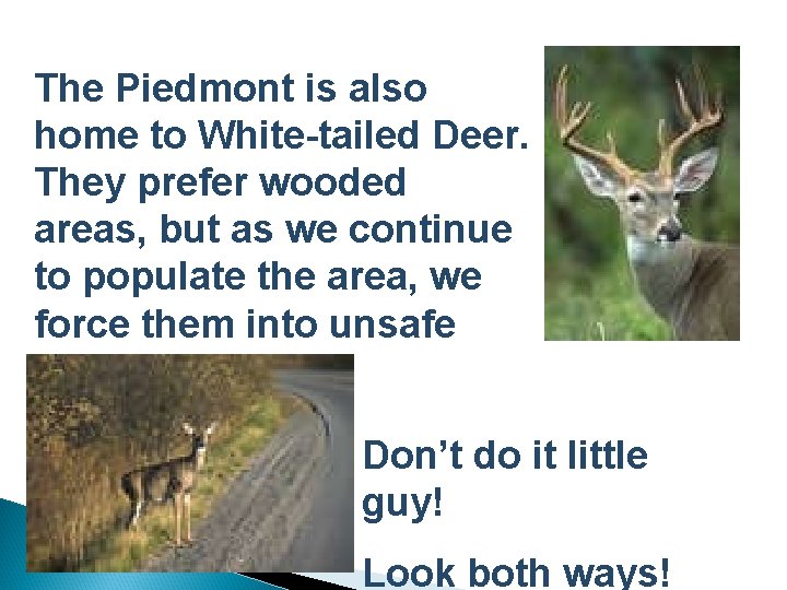 The Piedmont is also home to White-tailed Deer. They prefer wooded areas, but as