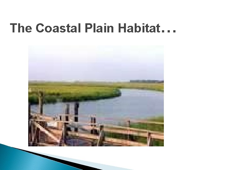 The Coastal Plain Habitat… 