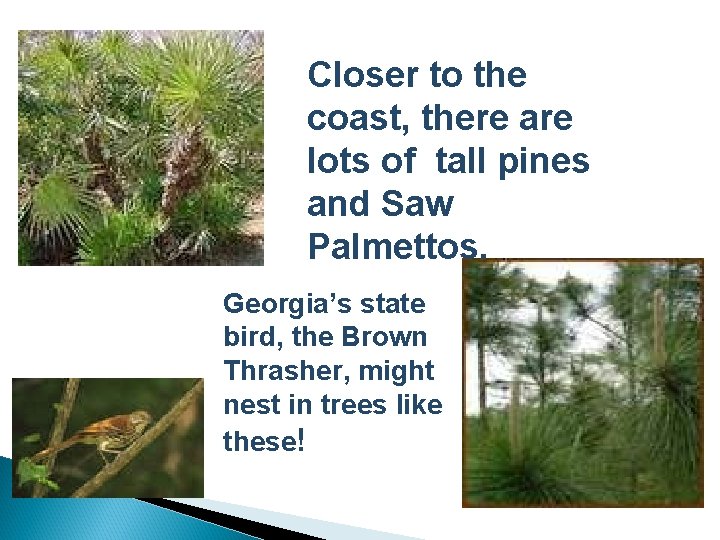 Closer to the coast, there are lots of tall pines and Saw Palmettos. Georgia’s