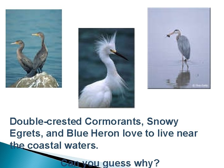 Double-crested Cormorants, Snowy Egrets, and Blue Heron love to live near the coastal waters.