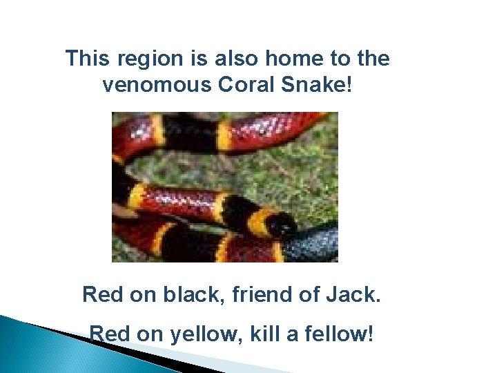 This region is also home to the venomous Coral Snake! Red on black, friend