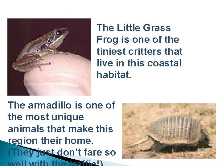 The Little Grass Frog is one of the tiniest critters that live in this