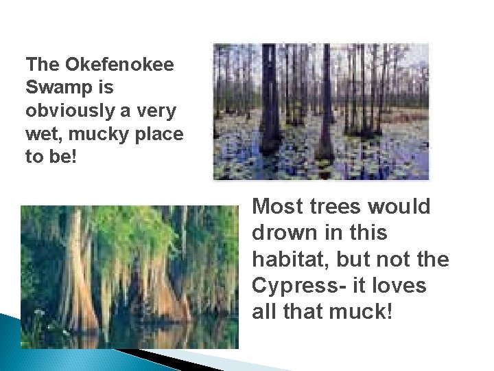 The Okefenokee Swamp is obviously a very wet, mucky place to be! Most trees