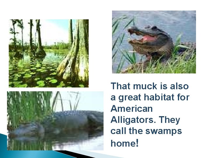 That muck is also a great habitat for American Alligators. They call the swamps