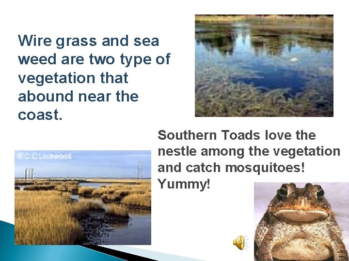 Wire grass and sea weed are two type of vegetation that abound near the
