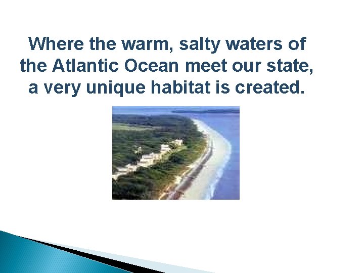 Where the warm, salty waters of the Atlantic Ocean meet our state, a very
