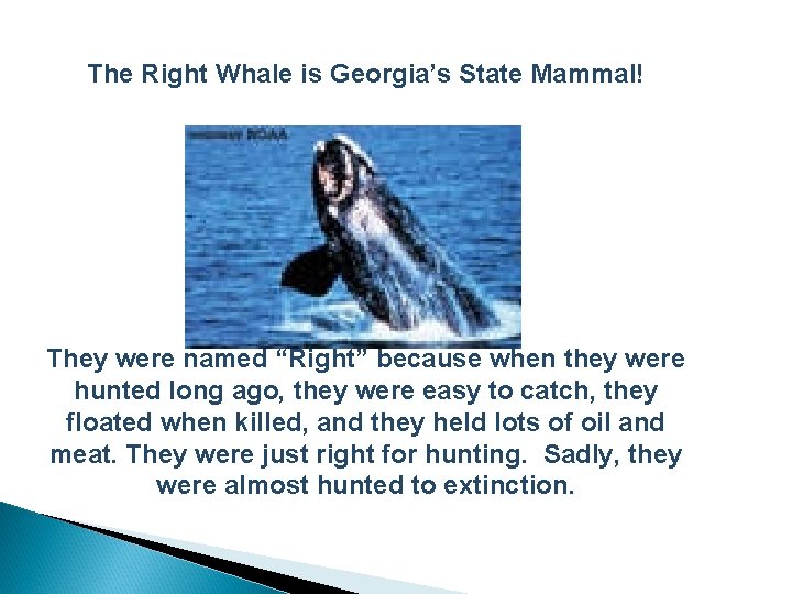 The Right Whale is Georgia’s State Mammal! They were named “Right” because when they