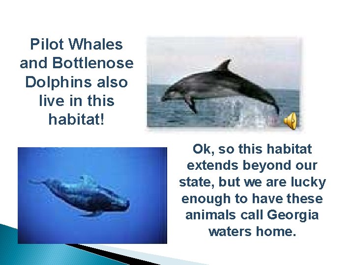 Pilot Whales and Bottlenose Dolphins also live in this habitat! Ok, so this habitat