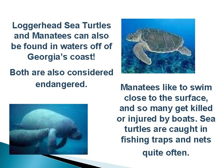 Loggerhead Sea Turtles and Manatees can also be found in waters off of Georgia’s