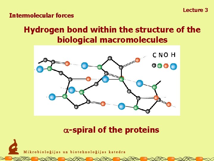 Intermolecular forces Lecture 3 Hydrogen bond within the structure of the biological macromolecules a-spiral