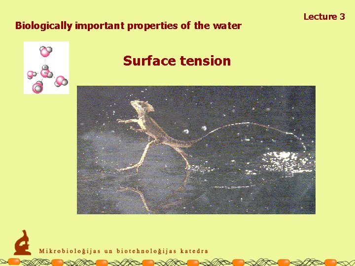 Biologically important properties of the water Surface tension Lecture 3 