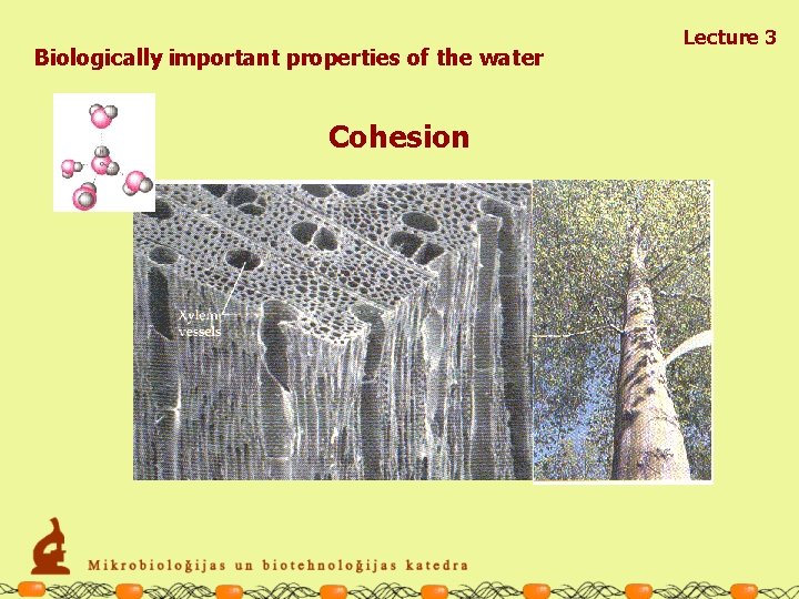 Biologically important properties of the water Cohesion Lecture 3 