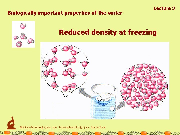Biologically important properties of the water Lecture 3 Reduced density at freezing 