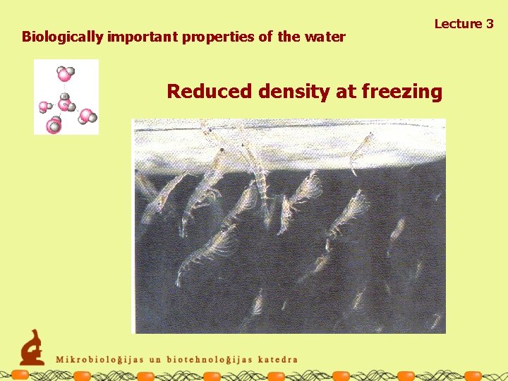 Biologically important properties of the water Lecture 3 Reduced density at freezing 
