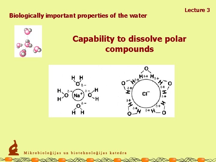 Biologically important properties of the water Lecture 3 Capability to dissolve polar compounds 
