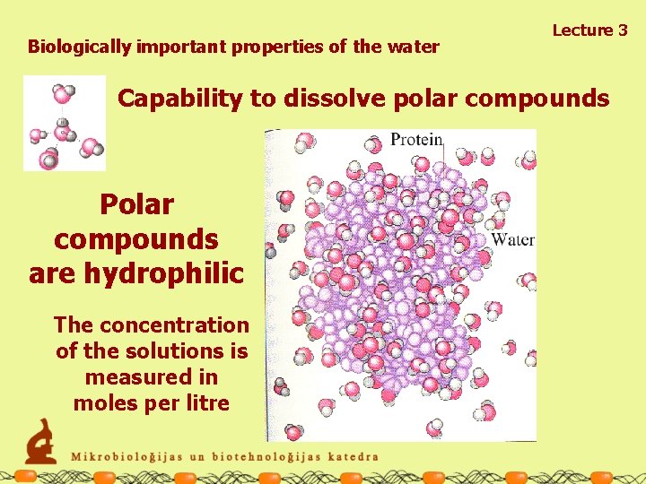 Biologically important properties of the water Lecture 3 Capability to dissolve polar compounds Polar