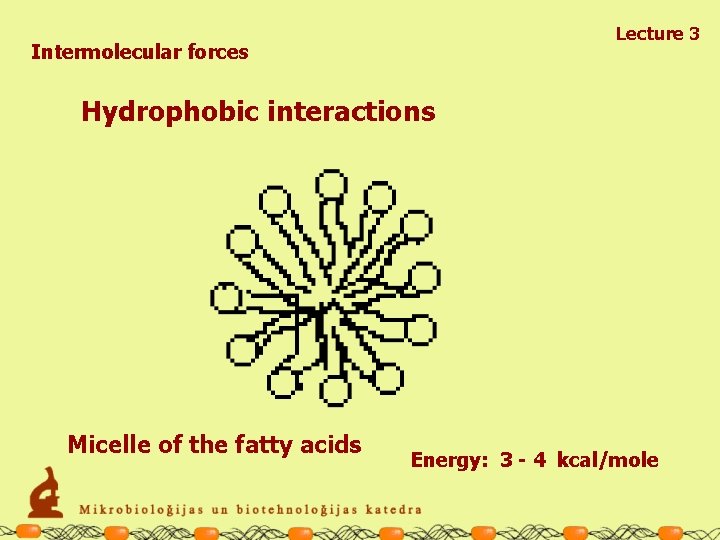 Lecture 3 Intermolecular forces Hydrophobic interactions Micelle of the fatty acids Energy: 3 -