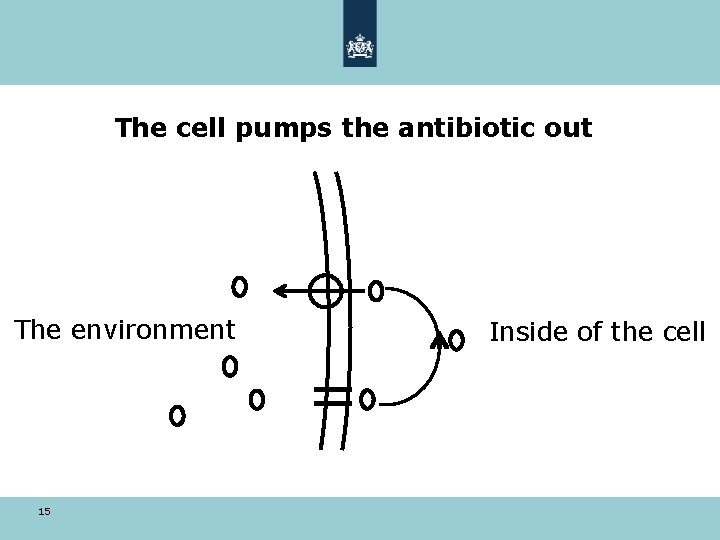 The cell pumps the antibiotic out The environment Inside of the cell = 15