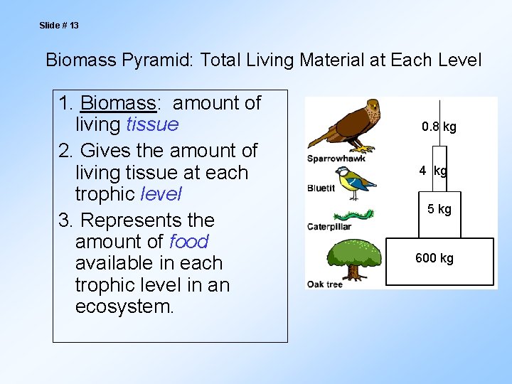 Energy Flow in Ecosystems The Biosphere Slide 2