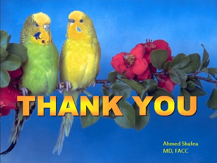 Ahmed Shafea MD, FACC 