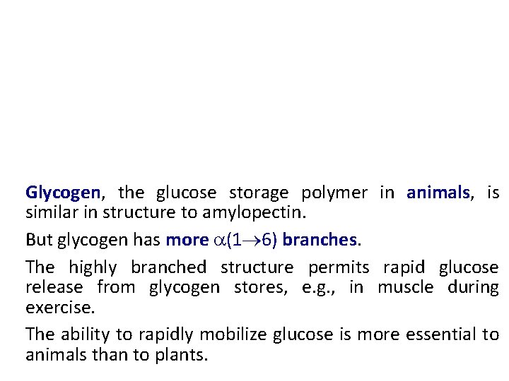 Glycogen, the glucose storage polymer in animals, is similar in structure to amylopectin. But