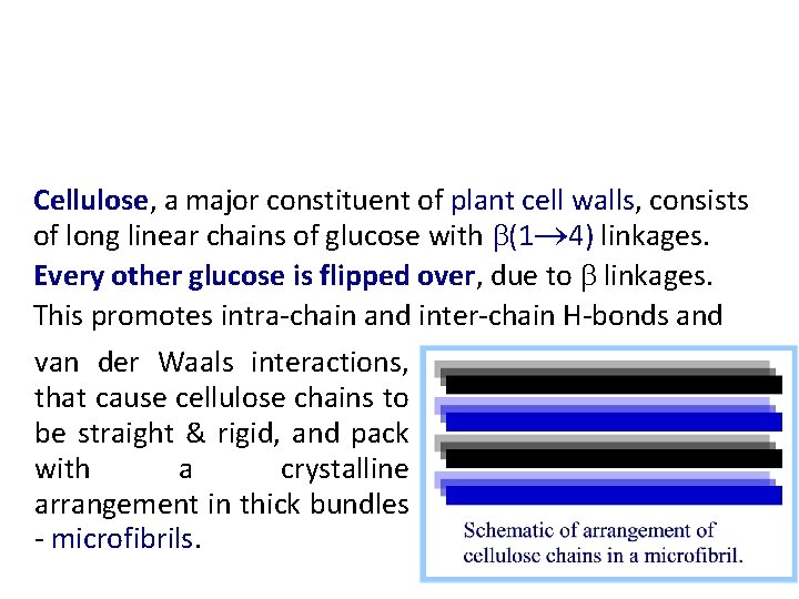 Cellulose, a major constituent of plant cell walls, consists of long linear chains of