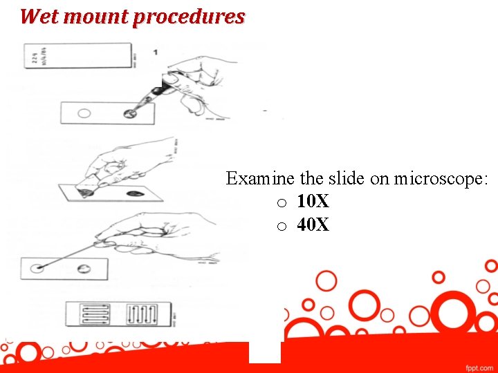 Wet mount procedures Examine the slide on microscope: o 10 X o 40 X