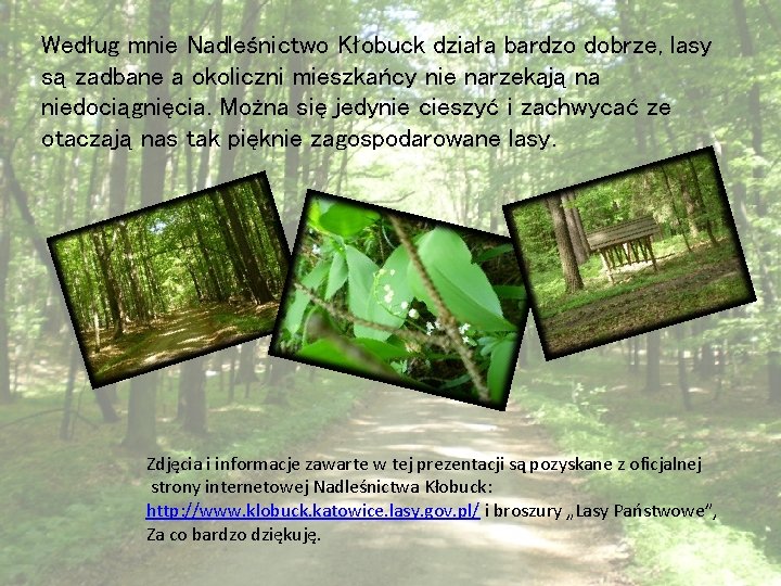 Według mnie Nadleśnictwo Kłobuck działa bardzo dobrze, lasy są zadbane a okoliczni mieszkańcy nie