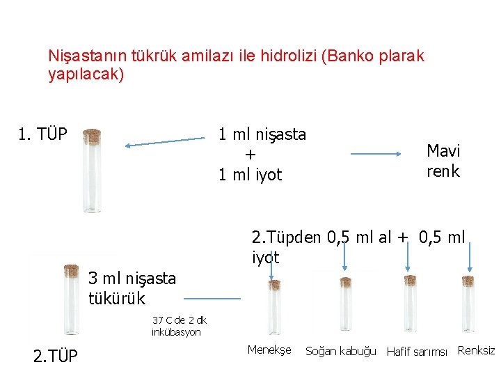 Nişastanın tükrük amilazı ile hidrolizi (Banko plarak yapılacak) 1. TÜP 1 ml nişasta +