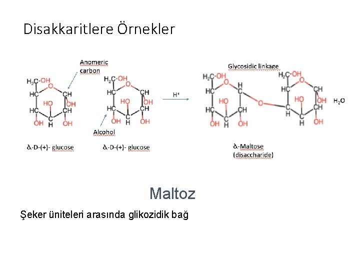 Disakkaritlere Örnekler Maltoz Şeker üniteleri arasında glikozidik bağ 