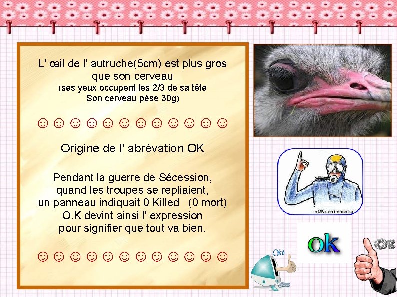 L' œil de l' autruche(5 cm) est plus gros que son cerveau (ses yeux