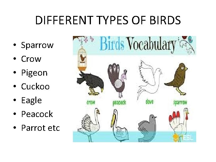 DIFFERENT TYPES OF BIRDS • • Sparrow Crow Pigeon Cuckoo Eagle Peacock Parrot etc