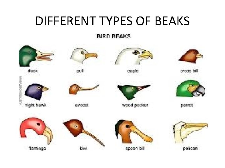 DIFFERENT TYPES OF BEAKS 