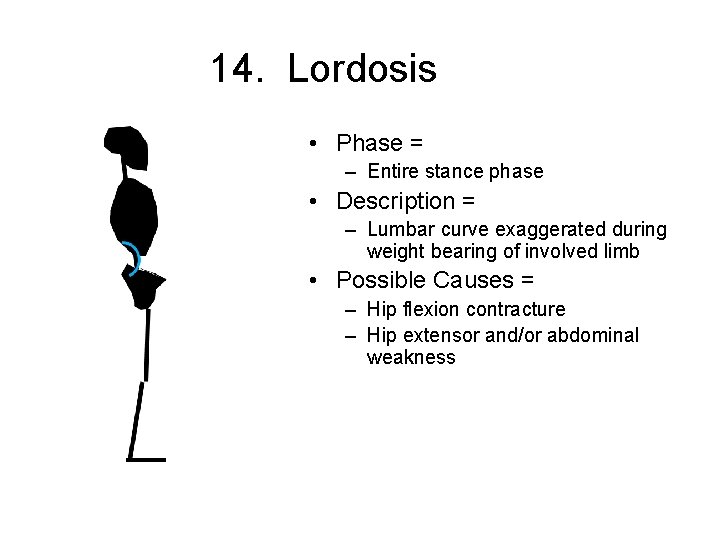 14. Lordosis • Phase = – Entire stance phase • Description = – Lumbar