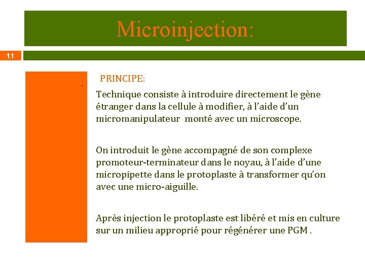 Microinjection: 11 . PRINCIPE: Technique consiste à introduire directement le gène étranger dans la