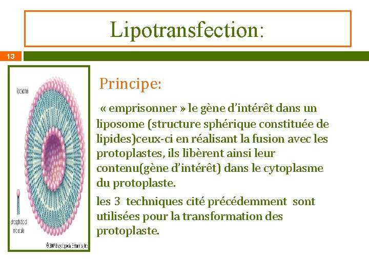 Lipotransfection: 13 Principe: « emprisonner » le gène d’intérêt dans un liposome (structure sphérique