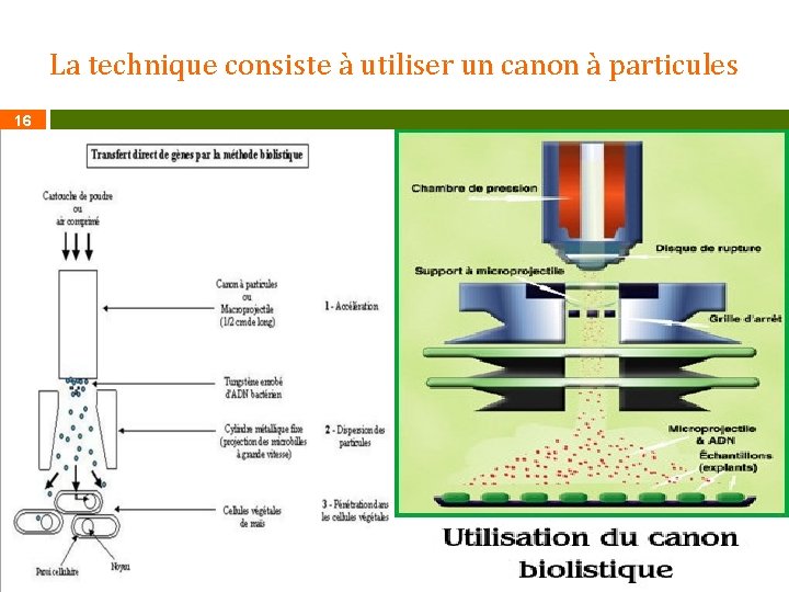 La technique consiste à utiliser un canon à particules 16 