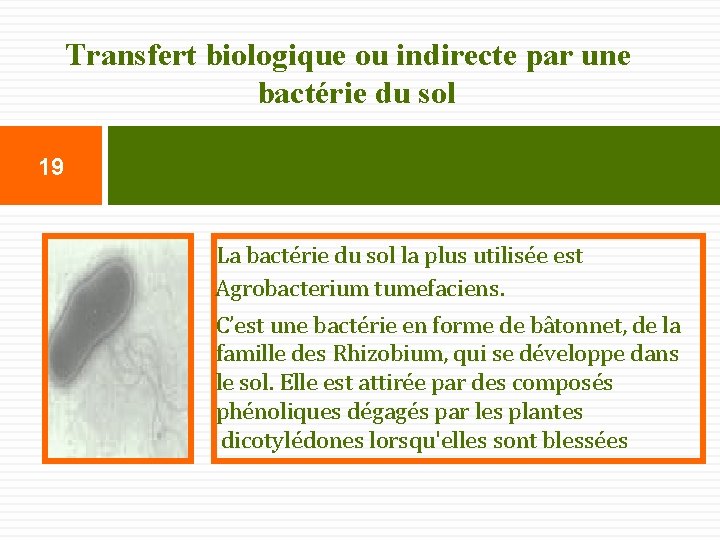 Transfert biologique ou indirecte par une bactérie du sol 19 La bactérie du sol