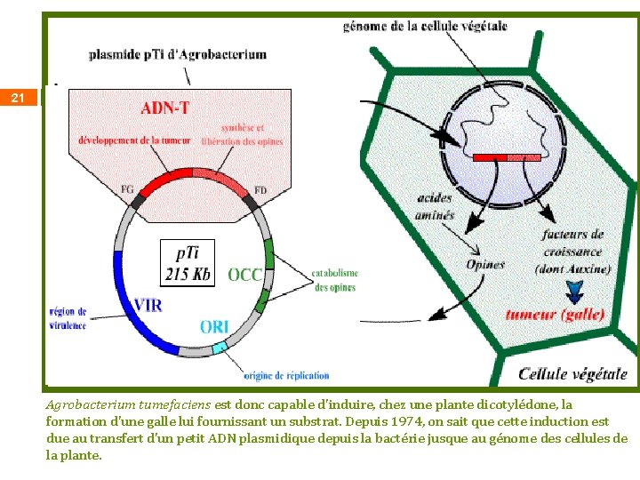 21 Agrobacterium tumefaciens est donc capable d'induire, chez une plante dicotylédone, la formation d'une