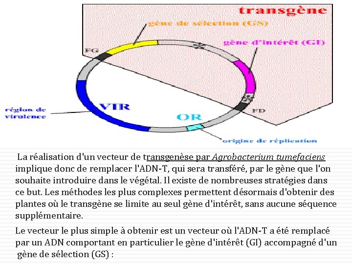 23 La réalisation d'un vecteur de transgenèse par Agrobacterium tumefaciens implique donc de remplacer